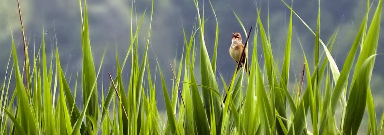 biodiversité des aresquiers